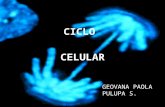 Ciclo celular por Paola Pulupa