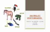 Animales vertebrados, mamiferos, aves y reptiles