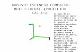 Conceptos básicos  Arbusto Espinoso Compacto muti-tridente (protector cactus)
