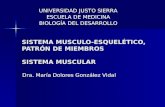 Desarrollo embriologico de sistema musculo esquelético, patron de miembros