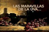 81203 Vinos Las Maravillas De Las Uvas
