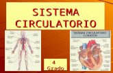 Sistema circulatorio -_2012