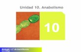 U10. Anabolismo