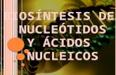 BIOSINTESIS DE NUCLEOTIDOS Y ACIDOS NUCLEICOS