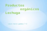 Prodcutos organicos lechuga 0703 laura gamboa