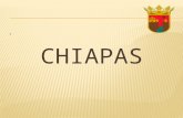 Chiapas willie