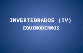 Invertebrados (IV) equinodermos