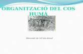 Diapositives (12) organització del cos humà