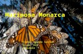 Mariposa monarca xd