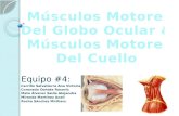 Musculos del ojo y músculos del cuello