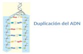 Duplicación del ADN