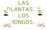 Las plantas y los hongos (tania)