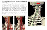 Movimientos de-la-columnavertebral3aparte02