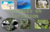Diapositivas extincion
