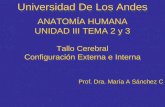 Anatomia humana unidad iii tema 2 y 3 tallo cerebral, configuracion externa e interna. (unidad