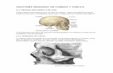 Anatomía regional de cabeza y cuello