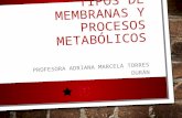 Tipos de membranas y procesos metabólicos presentación