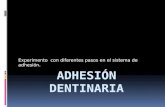 Adhesión dentinaria   experimento
