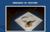 Orquideas de chipiron