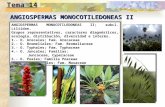 Liliidae monocotiledóneas poáceas...