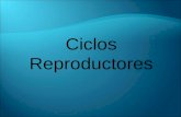 Ciclos  reproductores  y clase 3
