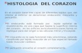 Histologia del Corazon.