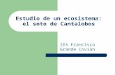 Estudio de un ecosistema, el Soto de Cantalobos - IES Grande Covián