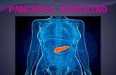 pancreas exocrino