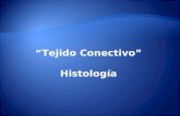 Tejido conectivo   Histología