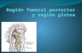 Región femoral posterior y región glútea