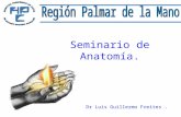 Anatomia Region Palmar