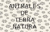 ANIMALES DE TERRA NATURA