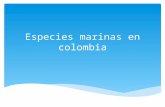 Especies marinas en colombia.