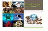 Animales en vía de extinción