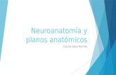Neuroanatomía y planos anatómicos
