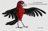 el cardenalito una extraordinaria aventura