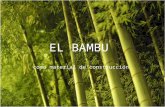 El bambú