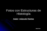Fotos con estructuras_de_histolog_c3a_da[1]
