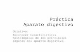 Práctica A. digestivo