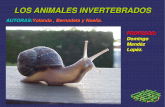 Los Animales Invertebrados(Bernadeta,Yolanda,Noelia)