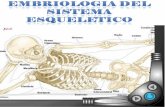 Embriología del Sistema Esqueletico
