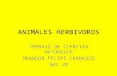 Animales herbivoros