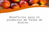 Beneficios de Producir palma