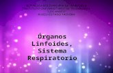 Órganos Linfoides, Sistema Respiratorio