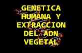 Genetica humana diapositivas