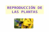 Reproducción en plantas