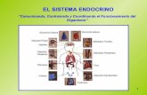 Sistema endocrino y funciones