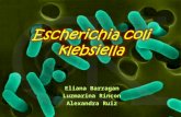 Exposicion de-e[1].-coli-y-klebsiella