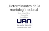 Séptimo seminario determinantes de la morfología oclusal.