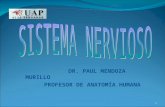 5. Sistema Nervioso